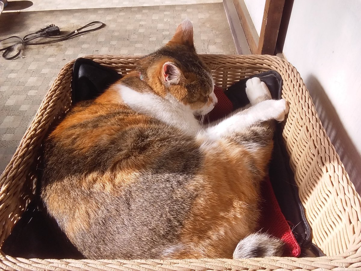 かごの中でお昼寝中の土アップの麒麟ちゃん(猫)にゃん🐱💤 #猫好きさん