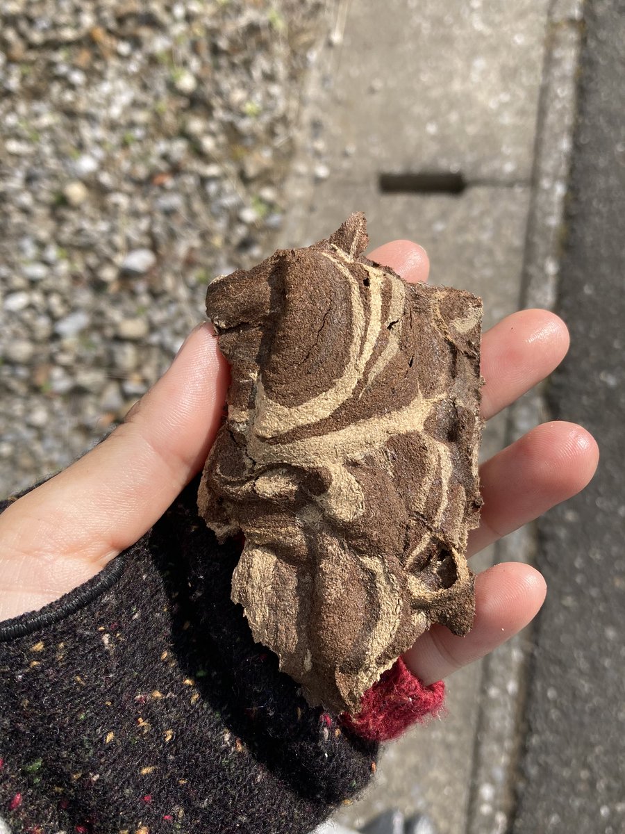 多分スズメバチの巣の一部？も落ちてた。色んなものが落ちてるな