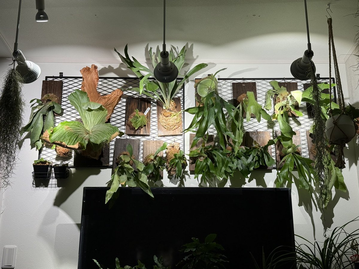 カフェ_マウント tweet media