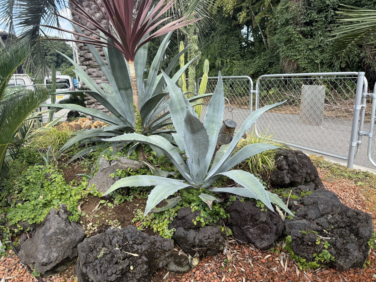 カフェ_マウント tweet media