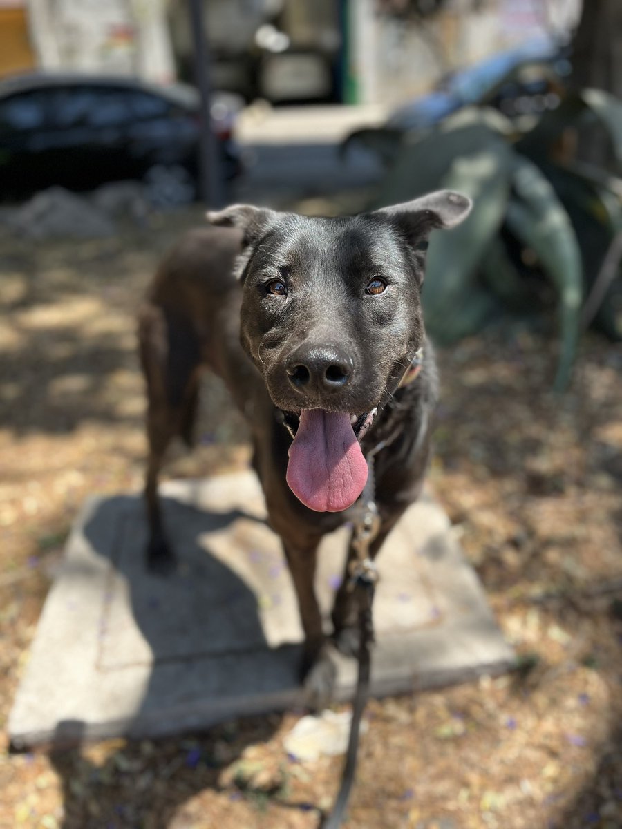 Nala es una de nuestras perritas rescatadas.🤍

Ella era una perrita comunitaria que andaba en la calle junto con una pequeña manada para todos lados.
Su mejor amiga era Chocolate,una perrita que desafortunadamente envenenaron y murió.

Ella se quedó muy triste y por su seguridad