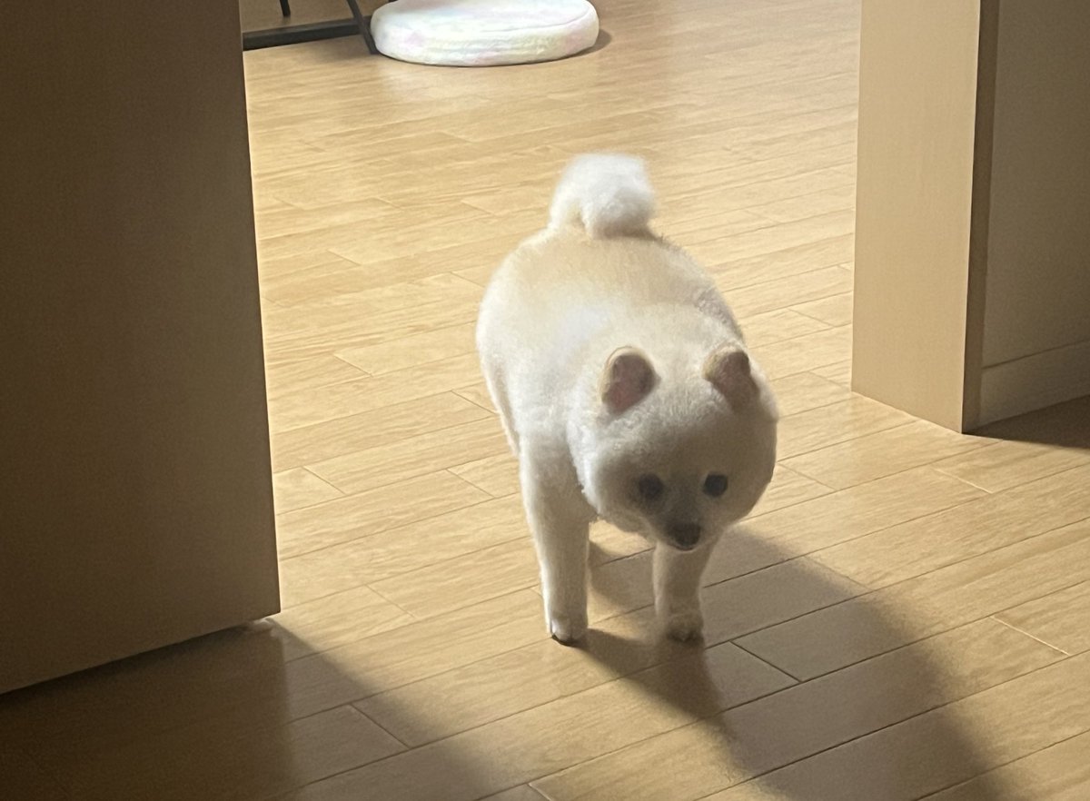 ぽんすけ大先生 (@yuyuyuyumee) / Posts / X