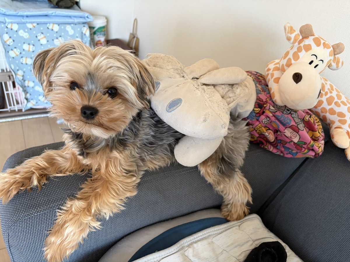 Kofuku “There is no big turnip.”

「うんとこしょ
どっこいしょ
しないでくだしゃい。

あたち
おおきなカブ🫜
ひっぱっていましぇん！」

 #小福 #ヨーキー