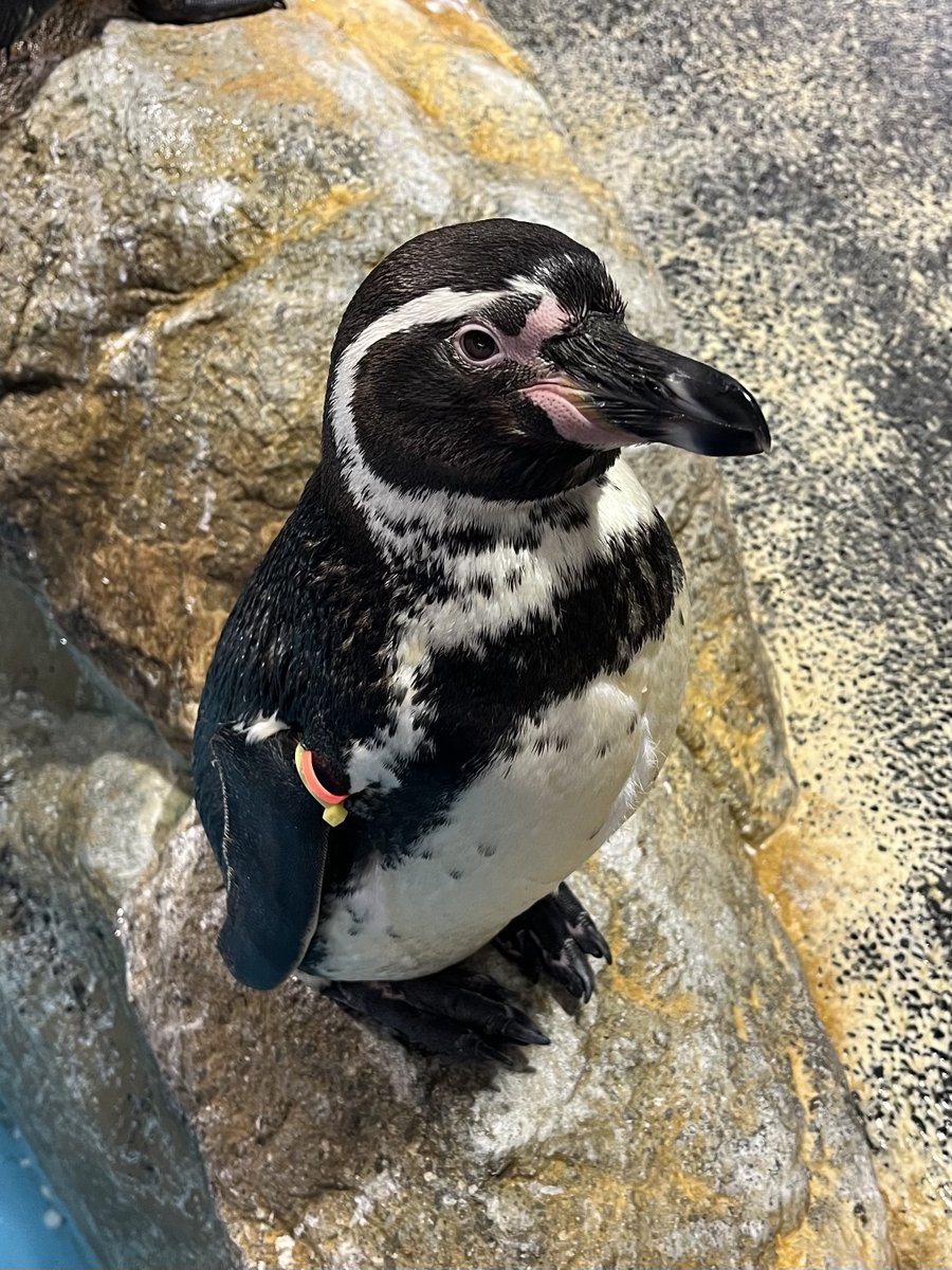 長崎ペンギン水族館【公式】 (@NagasakiPengin) / Posts / X