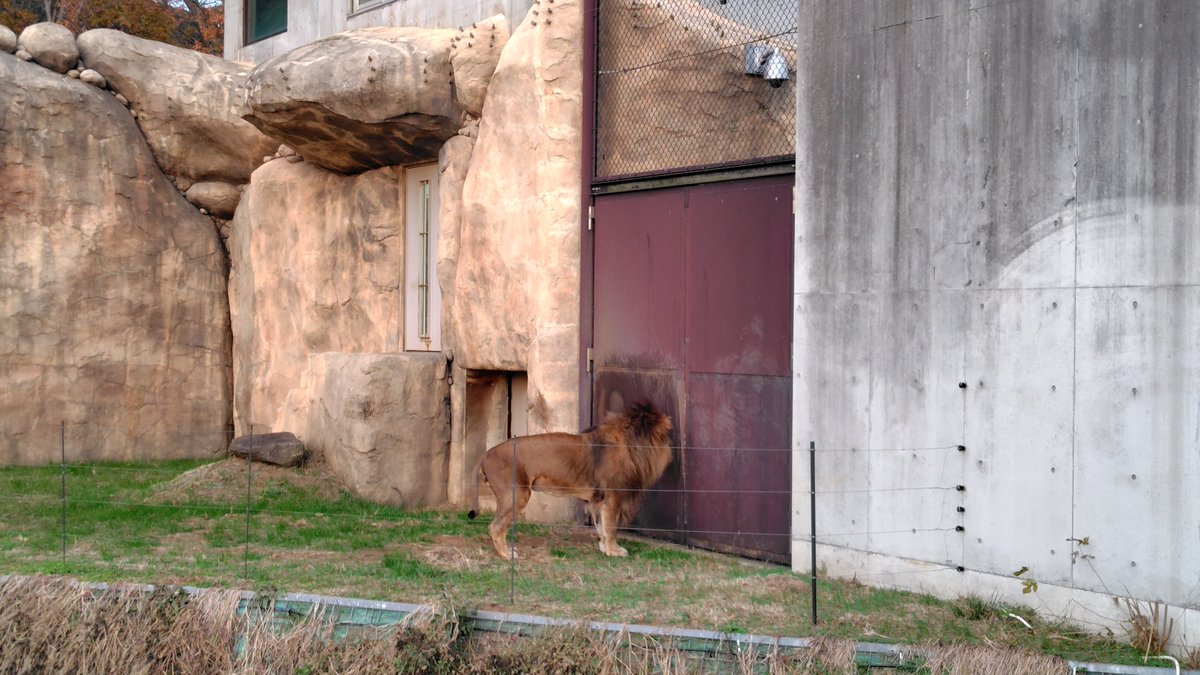 蛍の光が流れ始めたらライオンが屋内に戻りたそうにし始めた