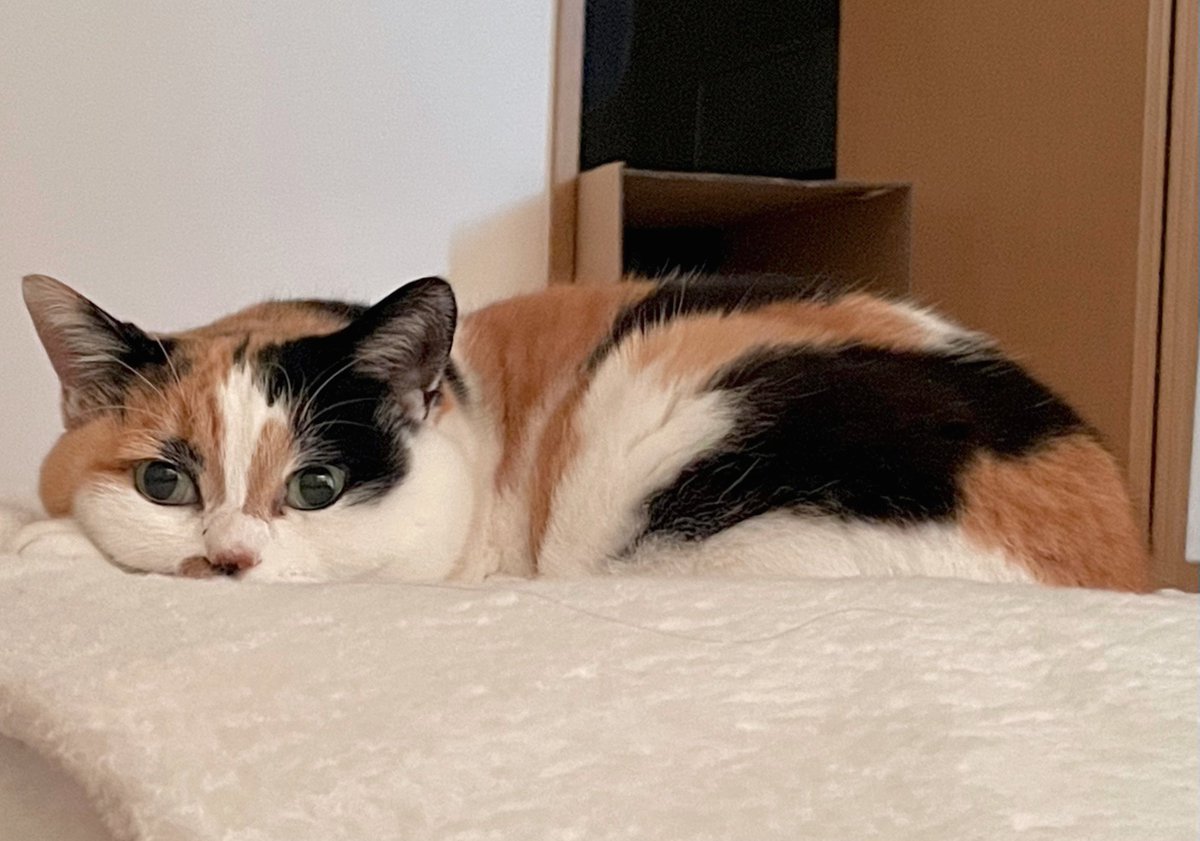 にゃんころもち (@sakura_nyancolo) / Posts / X