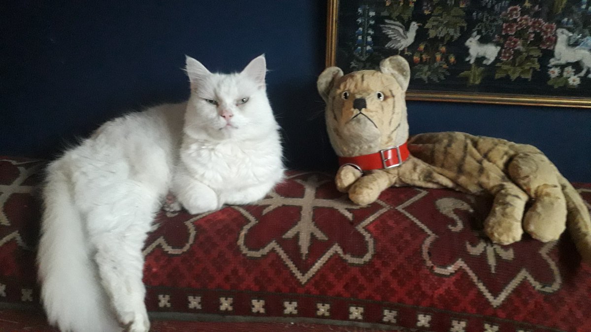 🤍🐯🤍Dandelion and his friend Sulky Tiger, in perfect harmony! #Caturday
