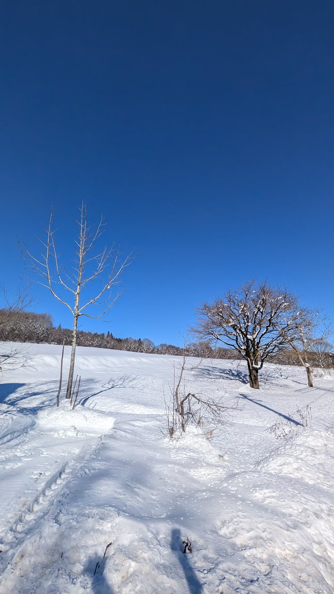 P_Green_Lake's tweet photo. すごく綺麗な青空!!
雪景色との相性すごくいい(*´﹀`*) https://t.co/33nzMCyohr