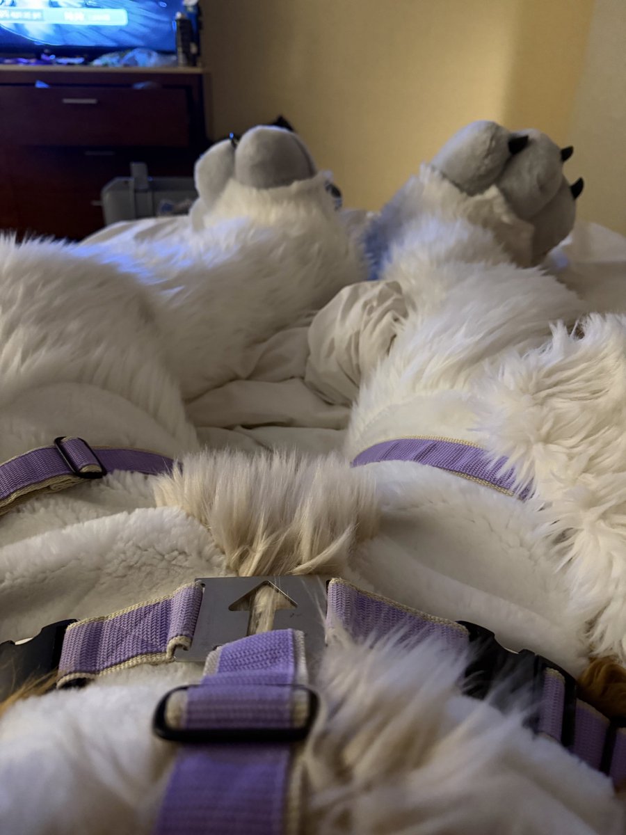 Kizma Husky tweet media