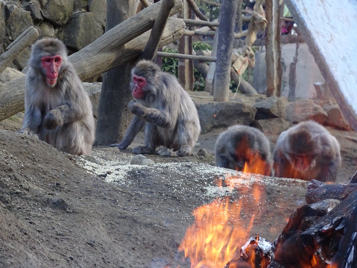 イベントのおしらせ】 12月26日（金曜日）に #開園60周年 記念復刻