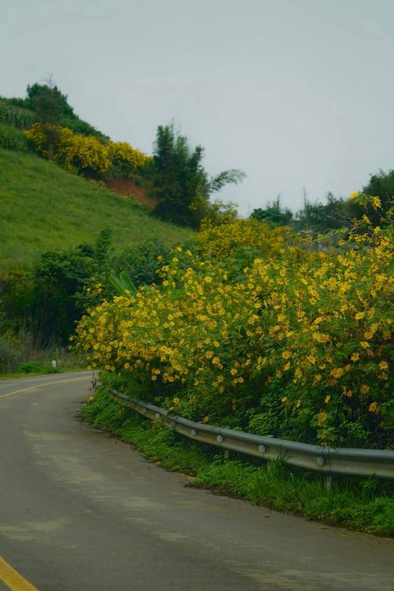 "Nature's beauty at its best! 🌻🌿 A peaceful road lined with vibrant yellow flowers, reminding us of the simple joys that surround us every day. #NatureLover #RoadsideBeauty #YellowFlowers #ScenicViews"