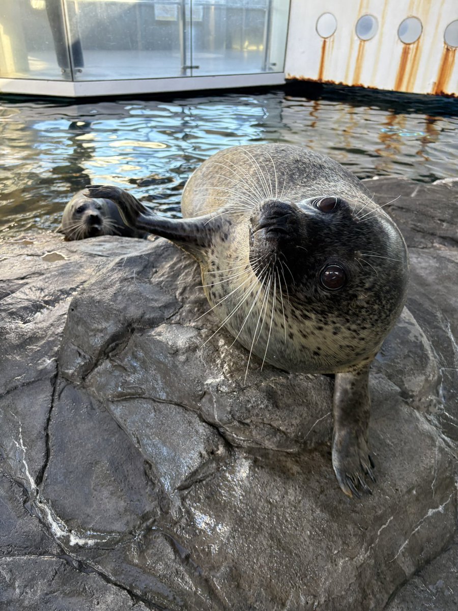 あざらし様38 Amazon｜かわいい食器 WHITE ZOO お茶碗 フィギュア付き アザラシ