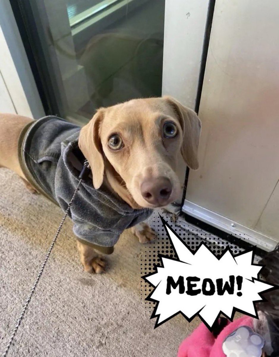 Professor Oak🍂 tweet media