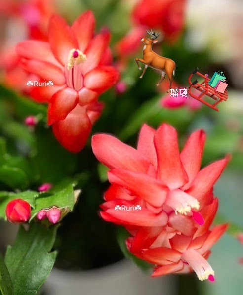 Ruri💍 (@ruri03291) / Posts / X