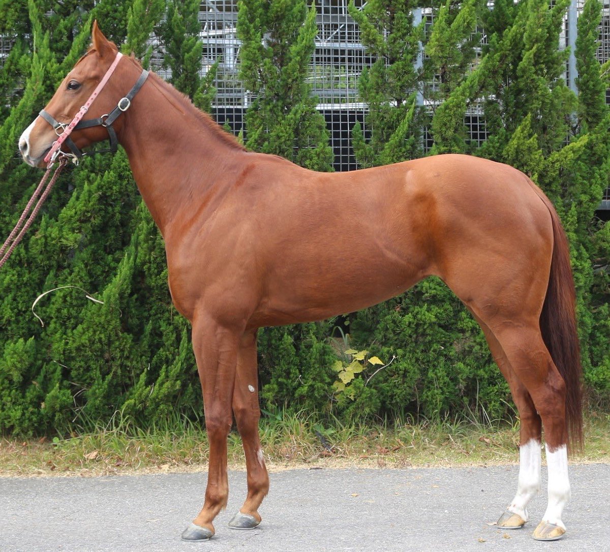 ゲキシン 父マテラスカイから受け継いだスタートセンスとスピードが