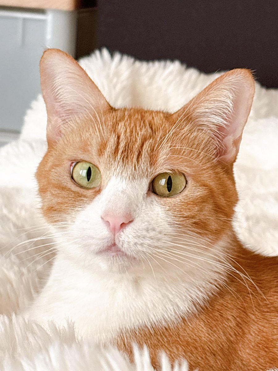 きなこ (@9i_7a_5o) / Posts and Replies / X