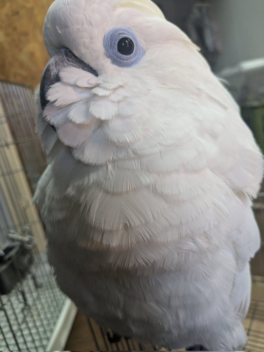 ももれおん😺 (@momoleon2357) / Posts / X