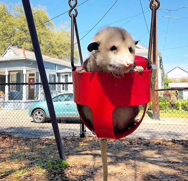 Possumeveryhour.io tweet media