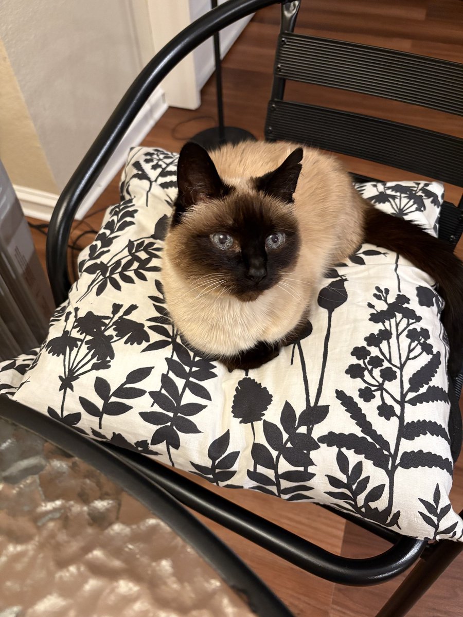 しんコロ/しゃべるねこ、しおちゃん (@theoshio) / Posts / X