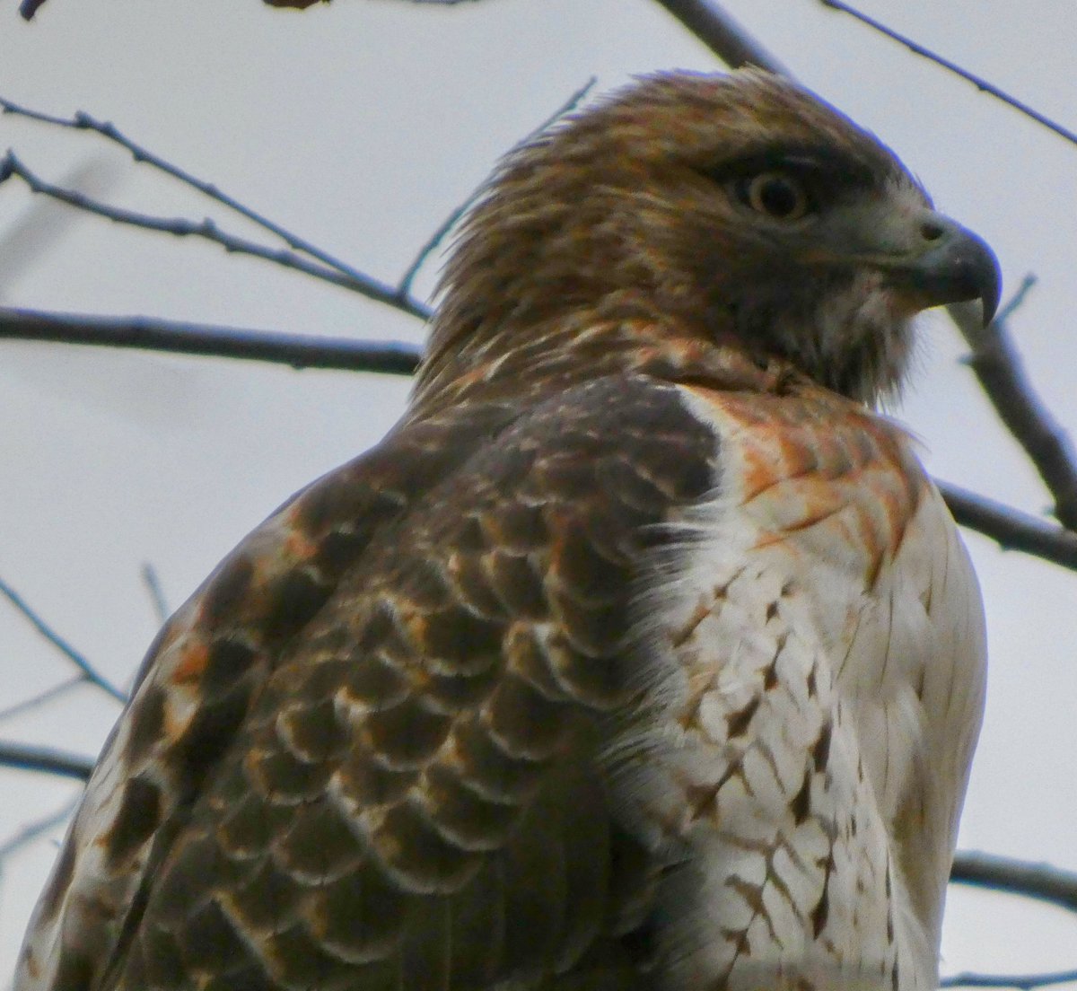 theaterlover1's tweet image. Red tailed hawk with a full looking crop Friday in @CentralParkNYC #BirdTwitter #BirdsSeenIn2025  #birdcpp