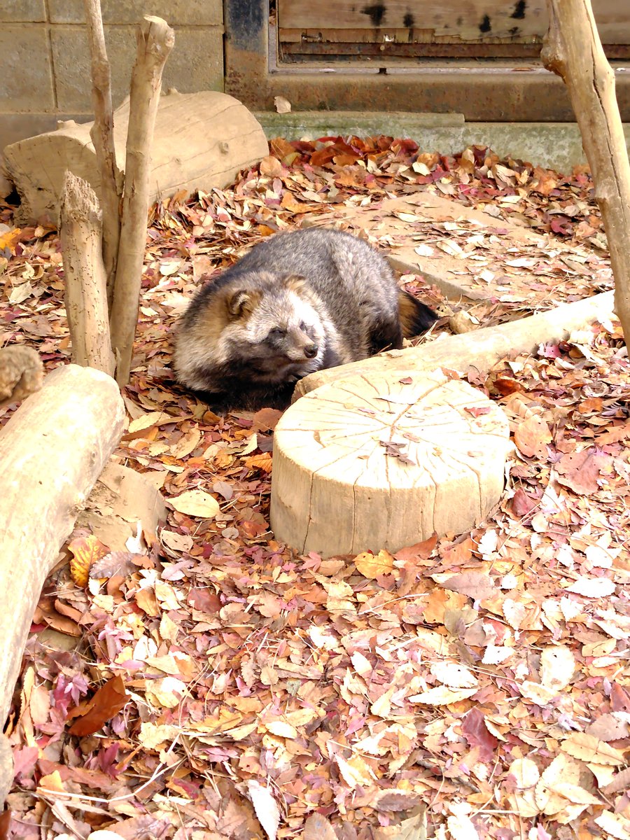 Post by もっち狸 on X: いまげま