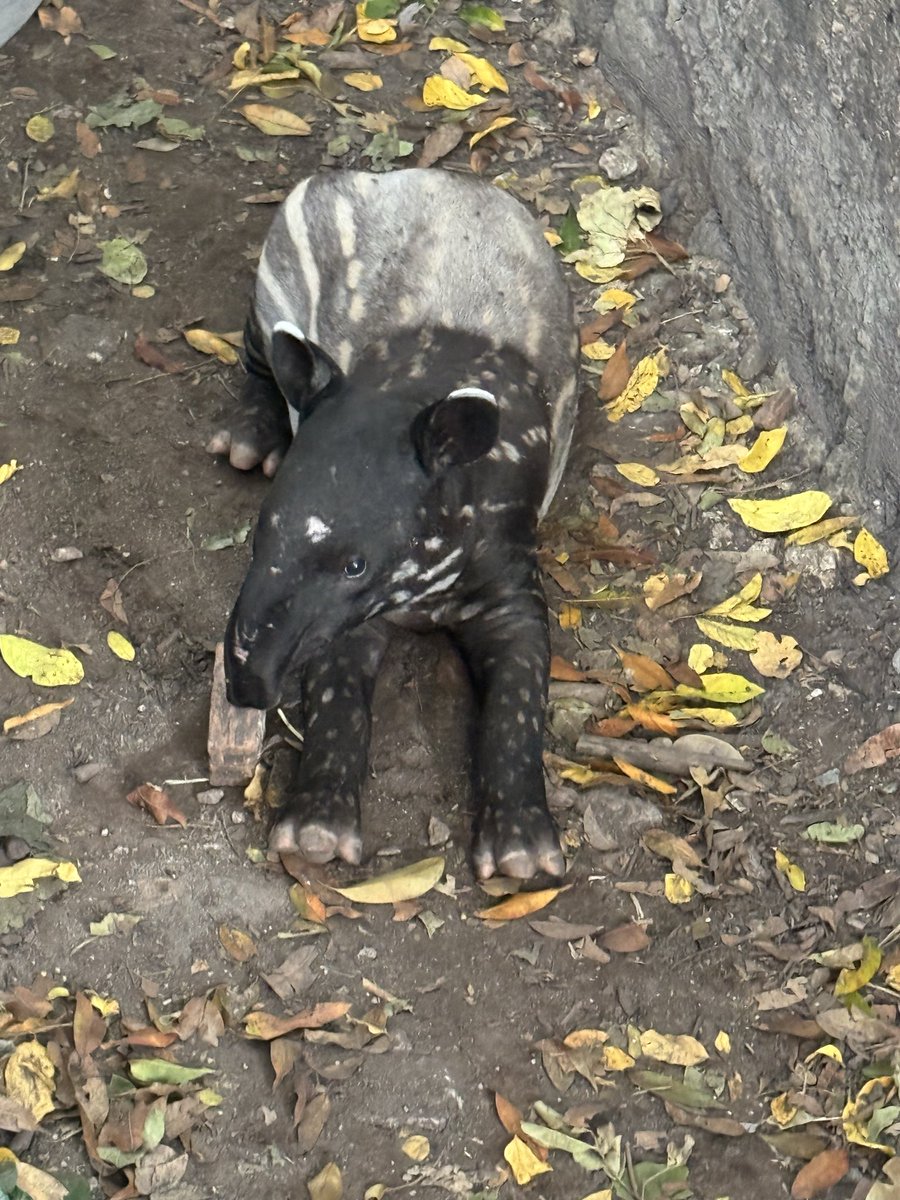 Troy1112_'s tweet photo. Happy weekend with Tangtai she’s so adorable !
#Tangtai #Tapir #savetapir @Tangtai_sol 
@KhaokheowZoo https://t.co/OmkRQmnCgn