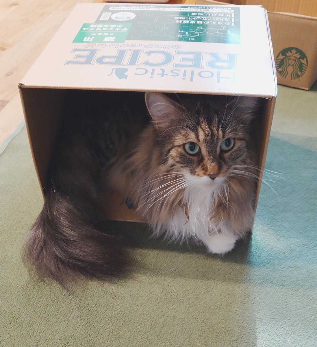 kanikama710's tweet photo. 「ほ〜ら、新しい箱だよ」

📦️🐈️＝3

#ノルウェージャンフォレストキャット 
#ねこのいる生活 https://t.co/3wl5V5U5I5