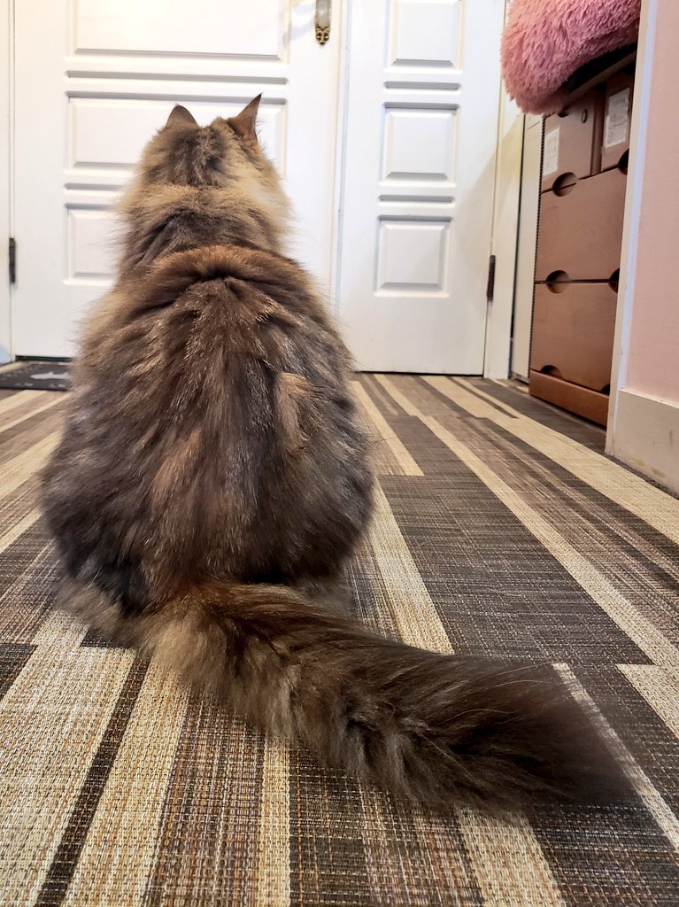 お客様へ年末年始の営業についてお知らせです。 1階カフェ、2階ネコ