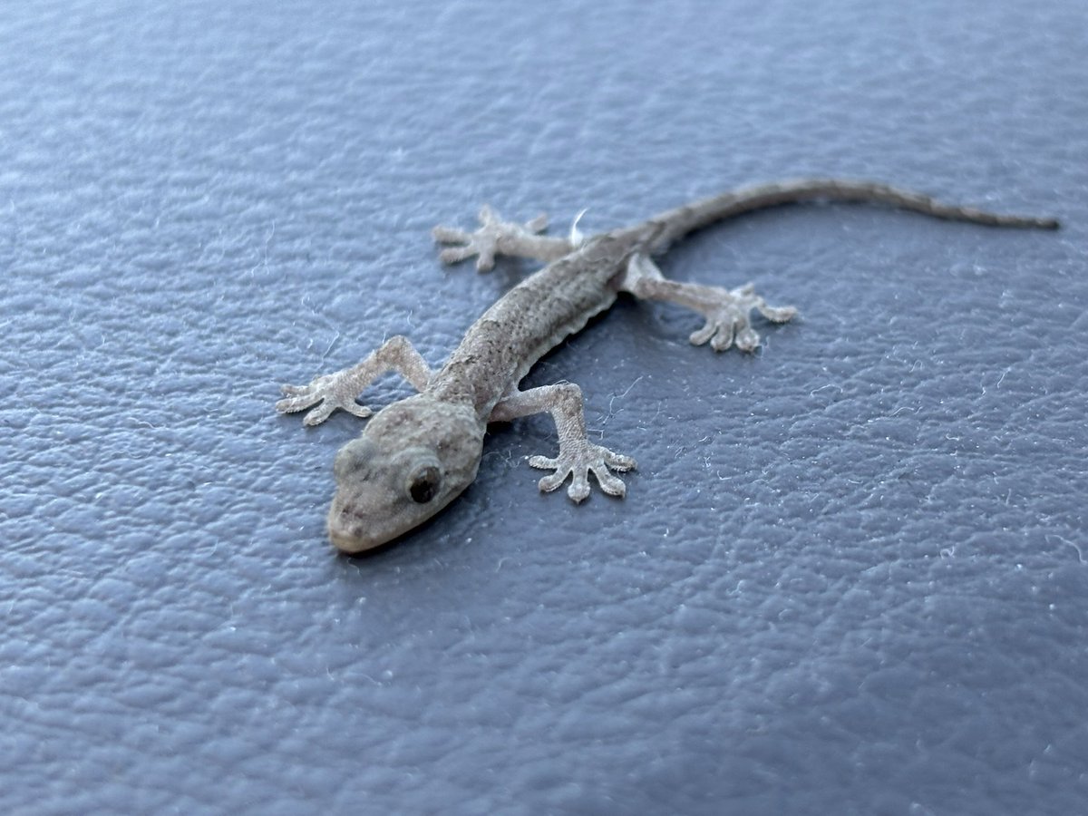 現地引き取り価格に大幅値下げ‼️最終⭐️総桐たんす1️⃣（写真追加しました） Tamori☆ The KAMI KITTA? (@cor_2929_ben) / Posts / X