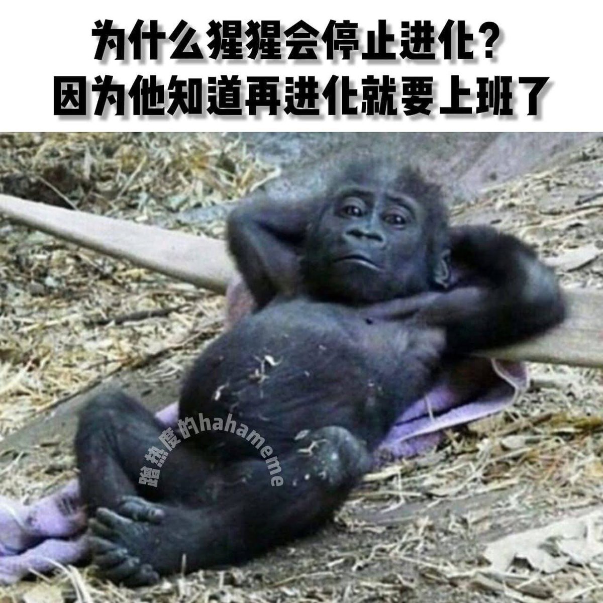 Suyuyan2002's tweet image. 