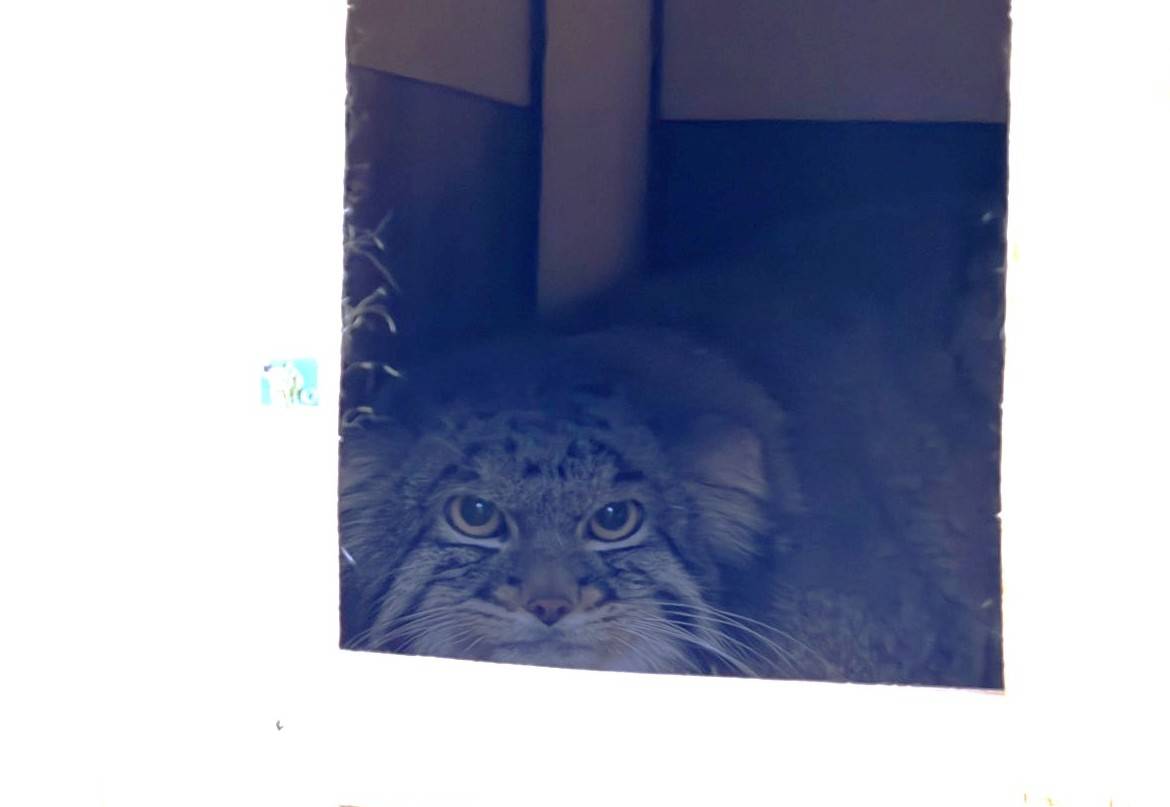 横浜市立野毛山動物園≪公式≫ tweet media