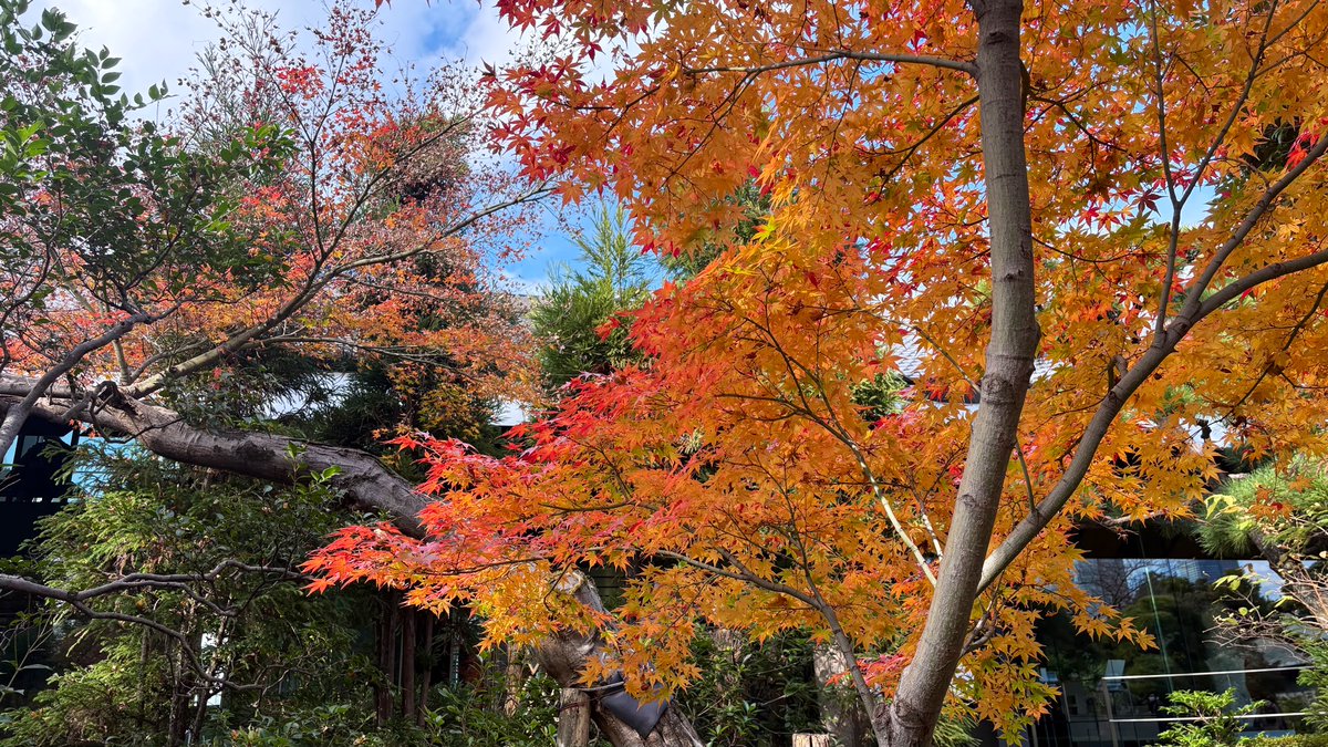 rosso_2's tweet photo. そして #根津美術館 といえば有名な庭園🎶
青山とは思えないのどかなところ☺️
#南青山で紅葉狩り #nezumuseum https://t.co/nmfoAiwN7c