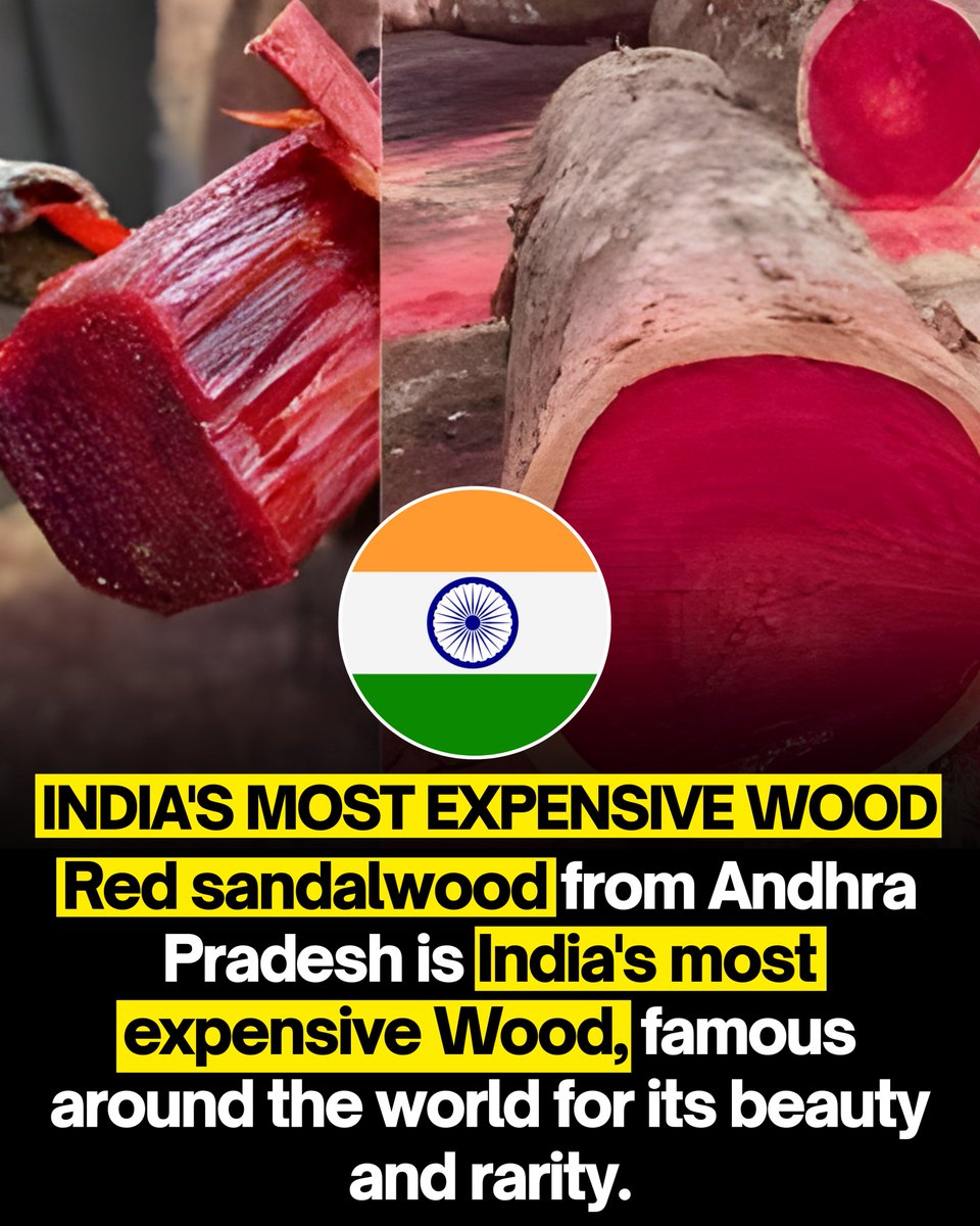 startupdecoding's tweet image. Red Sandalwood from Andhra Pradesh isn’t just wood —
it’s India’s most expensive natural treasure. 🌳✨
Known for its deep red color, unmatched beauty, and extreme rarity, this wood is prized across the world for luxury artifacts, medicines, and traditional art.
Its value is so…