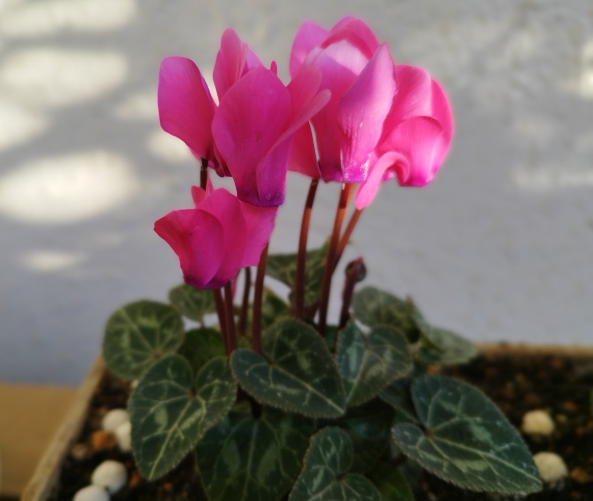 HASEGAWACo_1946's tweet image. こんにちはー
本日も大掃除に取り組んでいる(苦しんでいる？)2号です😖
休憩にシクラメンを見ながら届いていた封筒を開封したら個人趣味SEGASAMMYLUXファンクラブ開設記念スクラッチ賞品でした✨
ダンサーKENTAROに癒され残りの掃除も頑張ります🔥
 #大掃除 #SEGASAMMYLUX #LUMEN