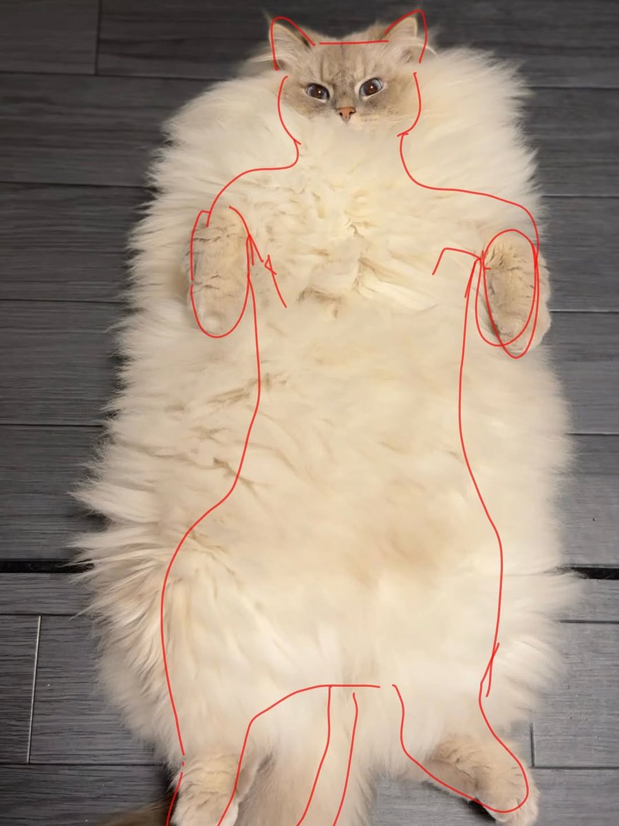 The Cats 𝕏 tweet media