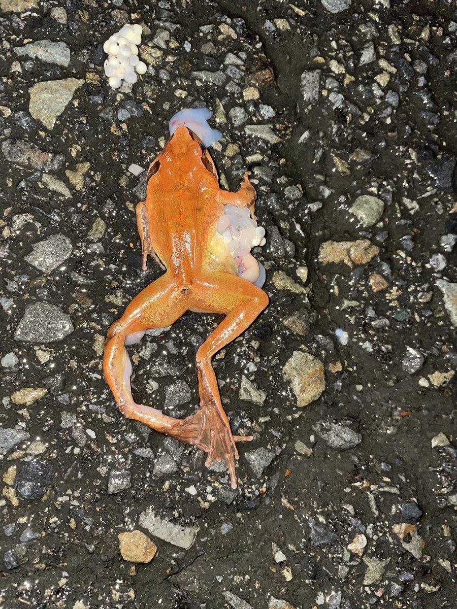 多分ヤマアカとかと比べてタゴガエル系は若干赤い気がする。写真は多分ナガレタゴ