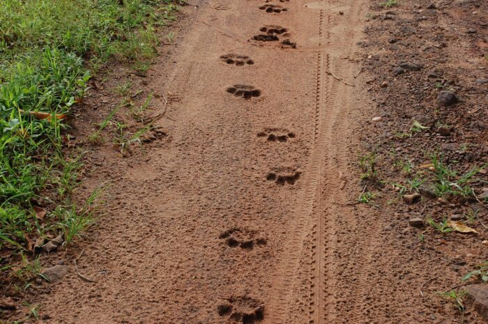 satpura_tr's tweet photo. Walking #trails often reveal #pugmarks, #droppings, #tracks, and #soil impressions subtle signs that uncover the hidden #movements and presence of #wildlife across the #landscape .
#satpuratigerreserve #TrekandTrailSaturday https://t.co/KkU2AKtuti