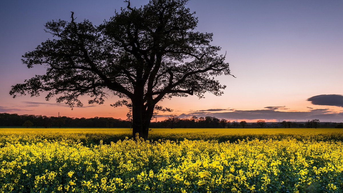 austeregrim's tweet image. Putting some pictures from a background collection through an AI, not to upscale, but fix their awful compression and clean up the image.