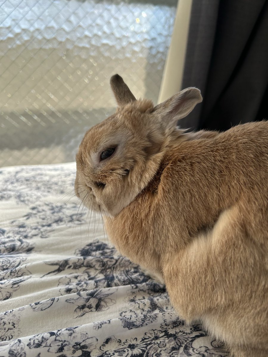 Post by うさぎちゃん on X: 3時だよ