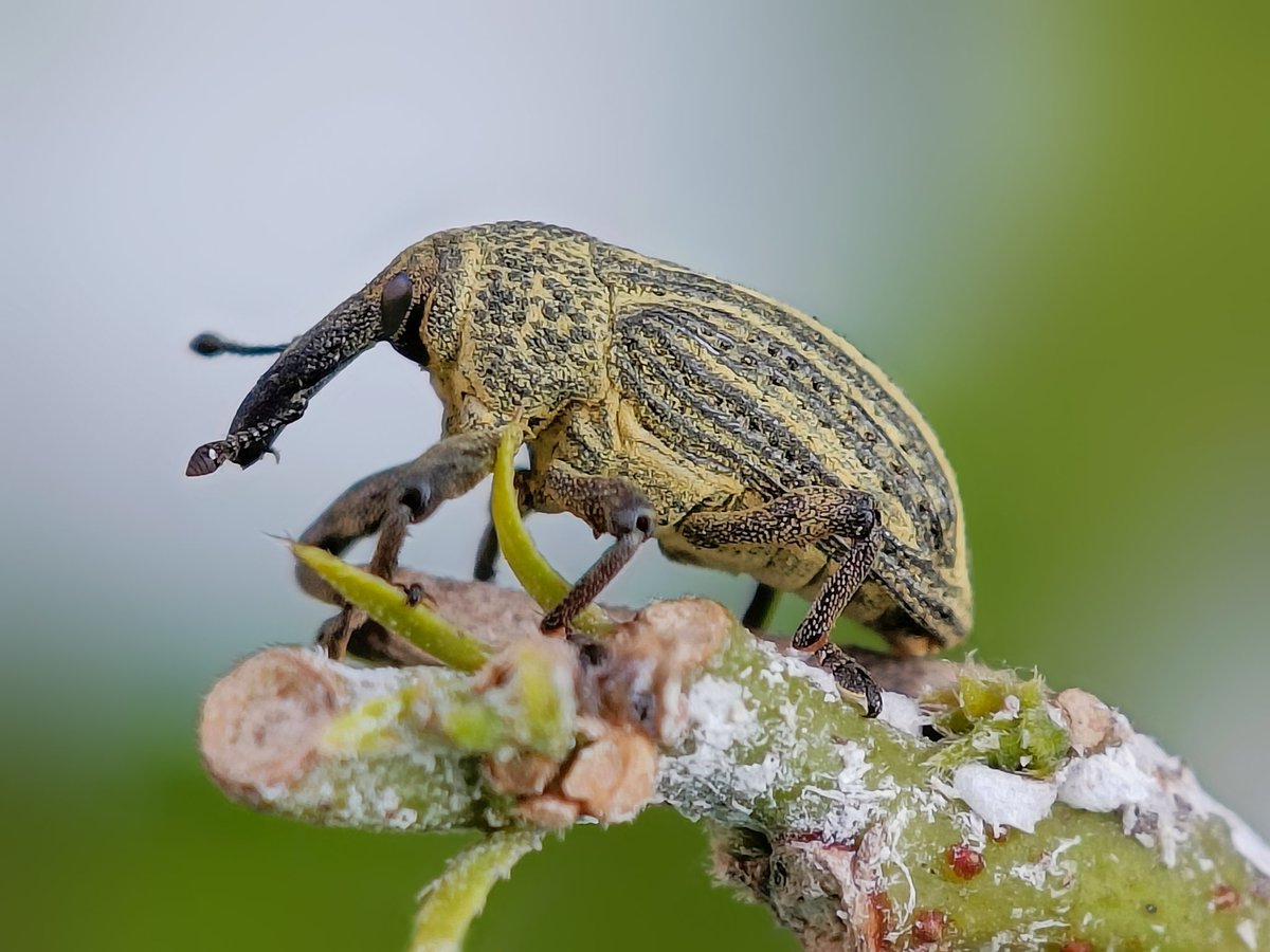 Sritam Kumar Sethy tweet media