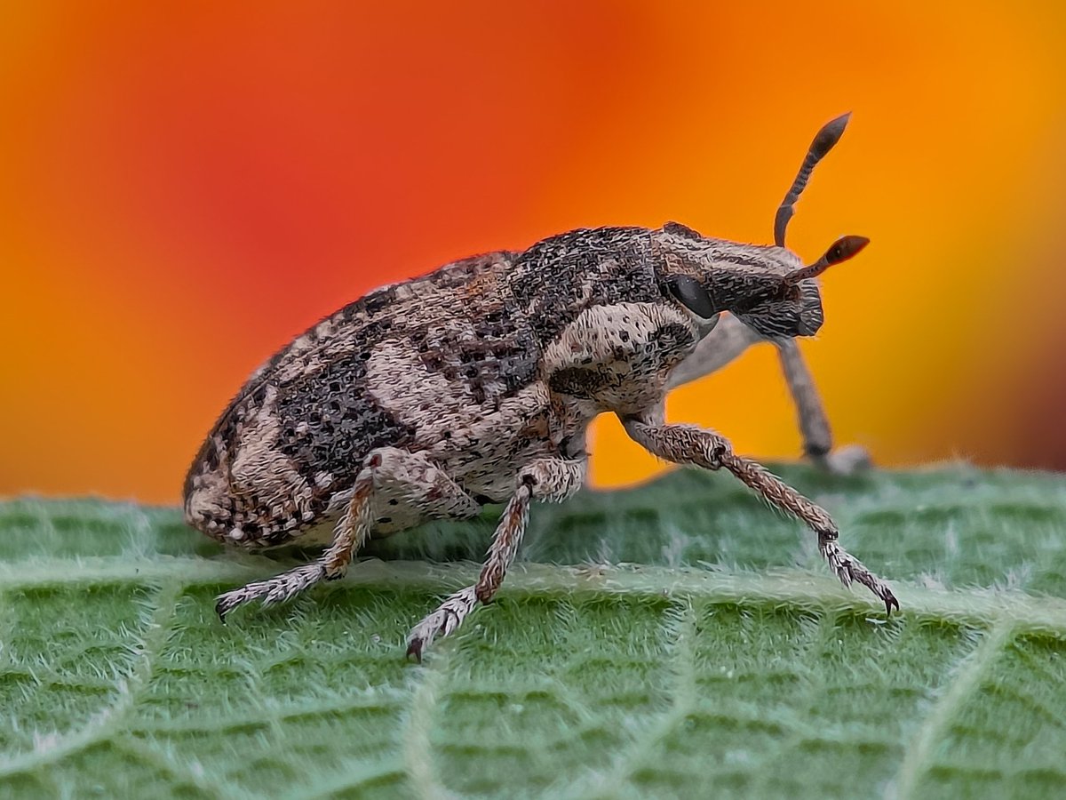 Sritam Kumar Sethy tweet media