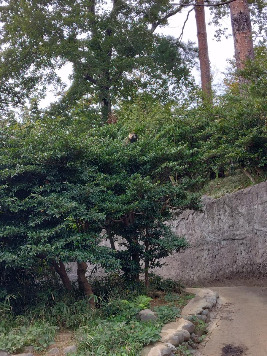 たぬき山の中の常緑樹にタヌキが上っていました。冬が近いためタヌキの被毛は毛足が長くなり、寒さに備えた装いに変わっています。