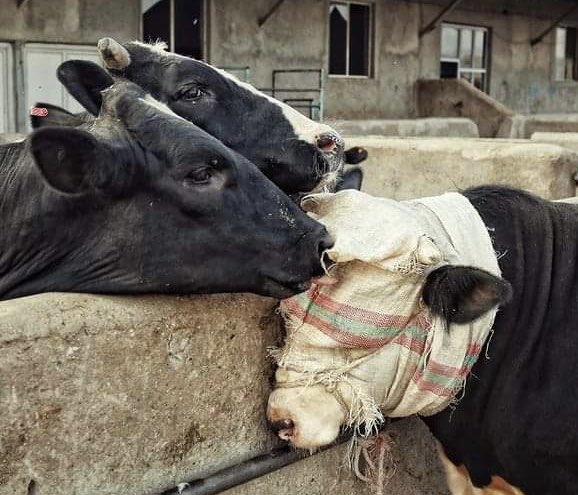 In the hope that the last degree of innate empathy, compassion or decency hasn’t been conditioned out of you, that our suffering just might prick your conscience, we appeal to your better nature. We ask that you cease your complicity in violence towards us

We are <a href="/PolAnimalClass/">We Are One Billion Screams</a>