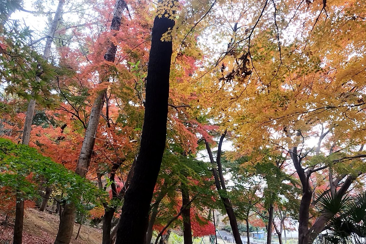 西郷山、千駄ヶ谷富士に続き、東京3座目。

熊！！🐻……ではなく、ひったくり注意⚠️な箱根山(戸山公園内、標高45m)登頂。

紅葉🍁キレイです。