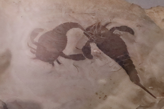 ウミサソリ「ユーリプテルス」の姿が鮮明に残っている、この凄まじい