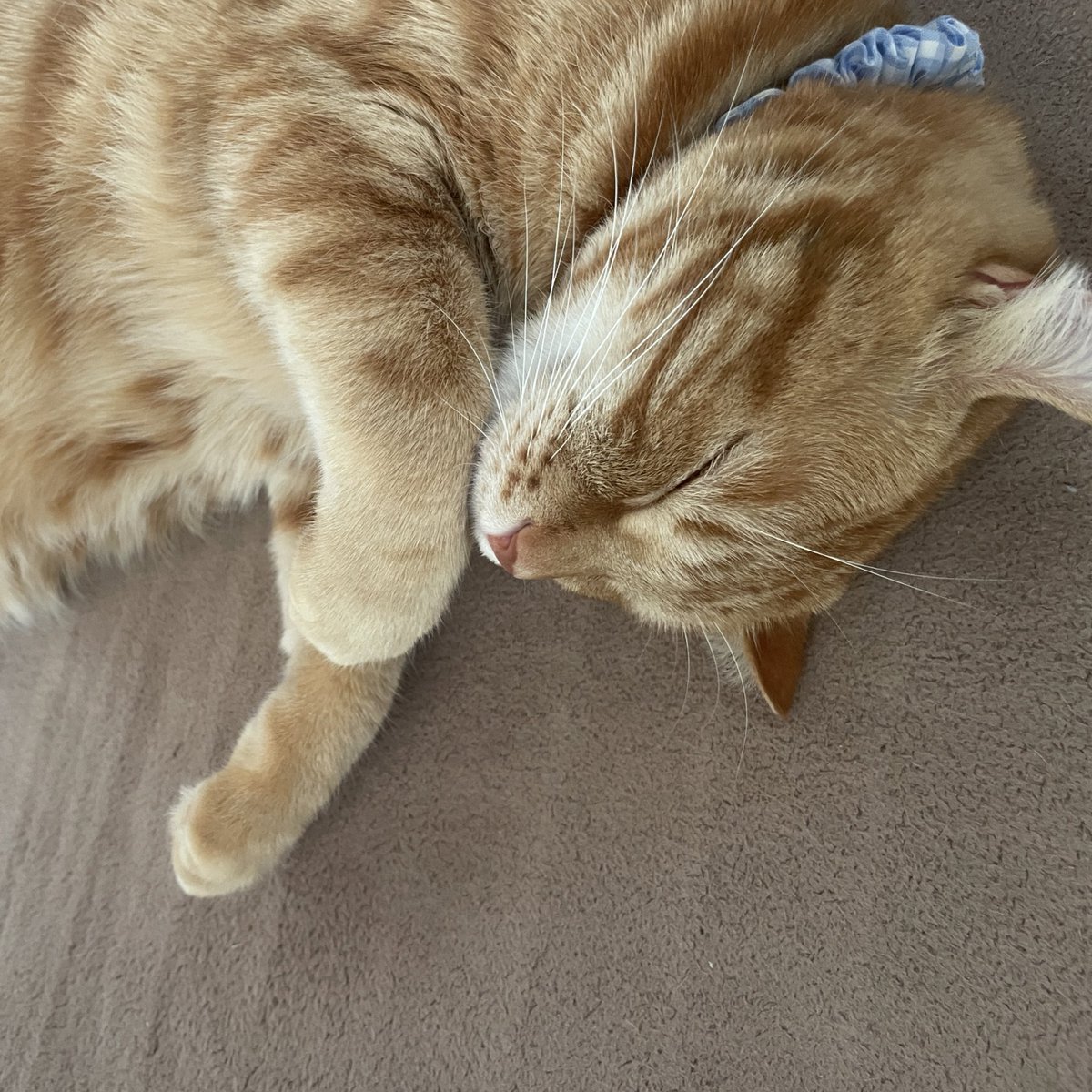 ネコさまが幸せそうなのを見ると、こちらの口角が上がり、ほころぶ