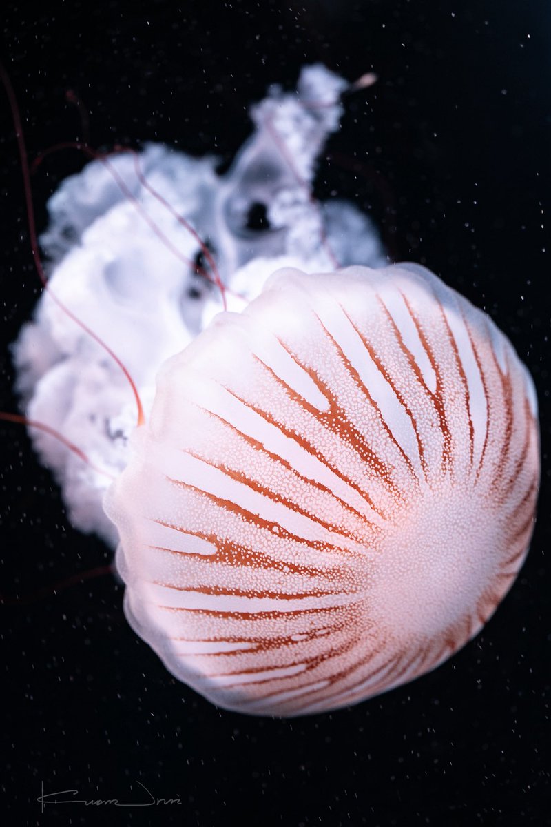 ゆら🤍💉 (@yura9rg) / Posts / X