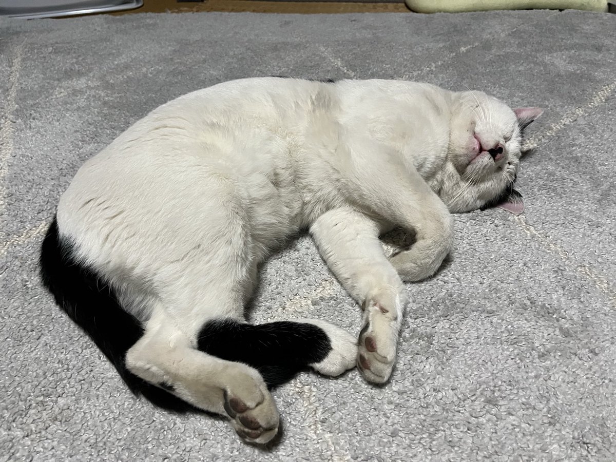 ごはん食べてたと思ったら、いつの間にか寝てた😹
ゆっくり寝てね、福ちゃん😊

＃猫のいる暮らし