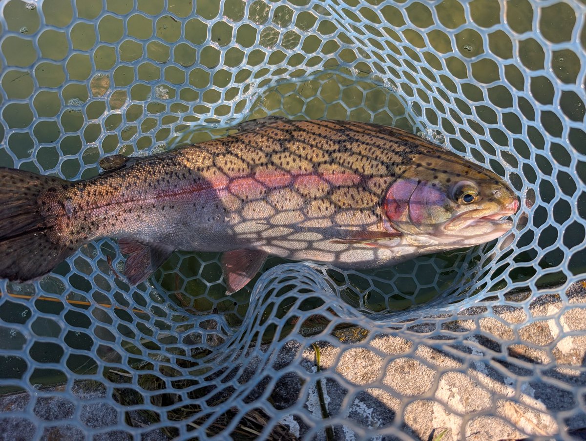 khhagejake86's tweet photo. 今日は友達と FISH UP秋川湖へ
釣果は21匹 サイズがビッグマムで最高だった!
またしてもネジング&バベルV3の2強
ただ 1番お気に入りだった おそらくもう売ってないであろう 茶色のネジングをロストしたのが ホントに悔やまれる
#FISHUP秋川湖
#Kcraft
#ネジングルアー
#バベルV3 https://t.co/avUsOCMVwh