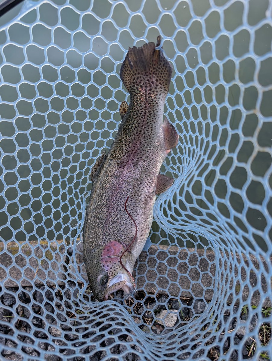 khhagejake86's tweet photo. 今日は友達と FISH UP秋川湖へ
釣果は21匹 サイズがビッグマムで最高だった!
またしてもネジング&バベルV3の2強
ただ 1番お気に入りだった おそらくもう売ってないであろう 茶色のネジングをロストしたのが ホントに悔やまれる
#FISHUP秋川湖
#Kcraft
#ネジングルアー
#バベルV3 https://t.co/avUsOCMVwh